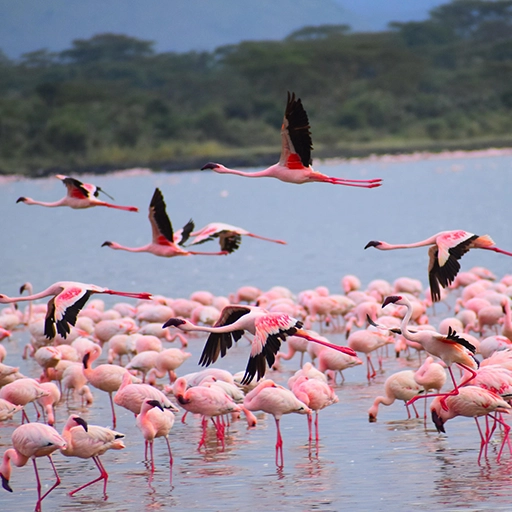 Kenia
